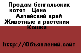 Продам бенгальских котят › Цена ­ 10 000 - Алтайский край Животные и растения » Кошки   
